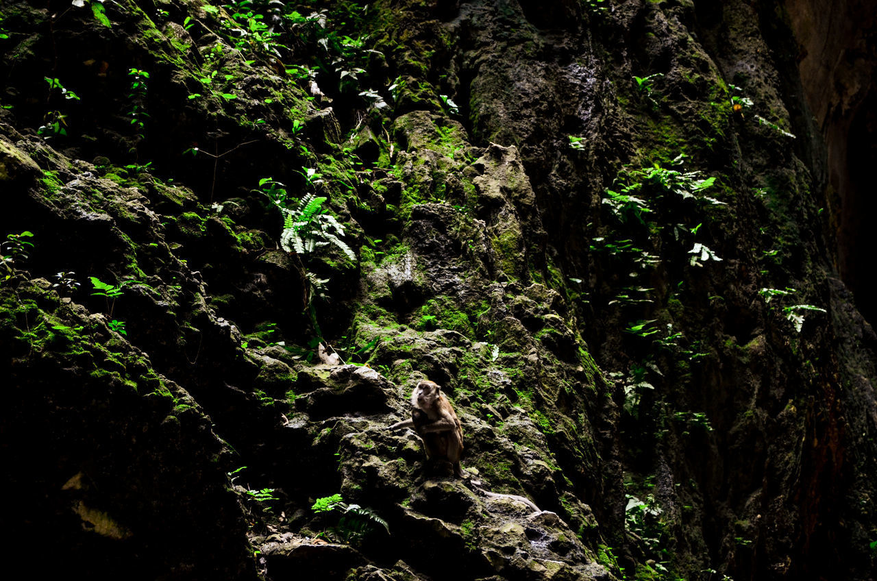 PLANTS GROWING ON ROCKS IN FOREST