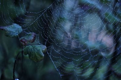 Close-up of water drops on spider web