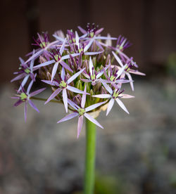 Close-up of purple flowering plant