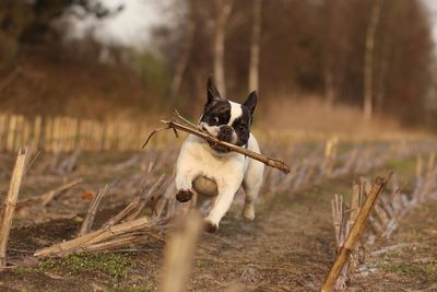 Dog on field