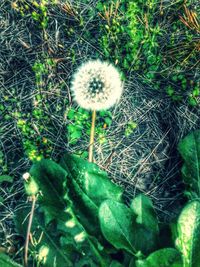 Close-up of white dandelion flower