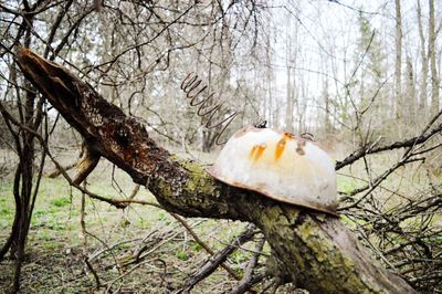 Close-up of mushrooms growing on tree trunk in forest