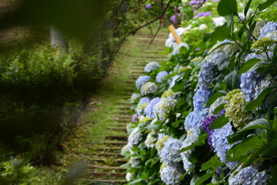 Close-up of purple flowering plants