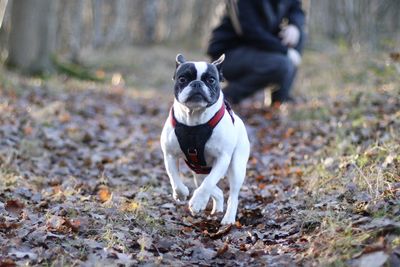 Portrait of dog on field