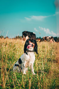 Dog looking away on field