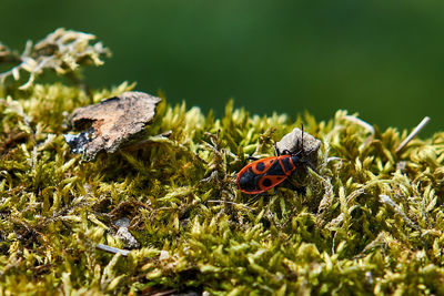 Close-up of butterfly on plant