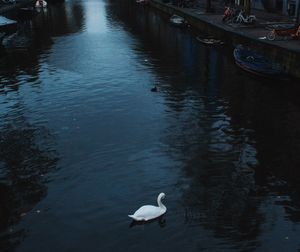 Swan swimming in lake