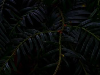 Full frame shot of plants