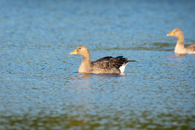 Duck swimming in lake