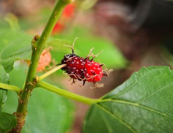 Close-up of insect on plant