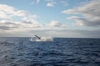 Swan swimming in sea against sky