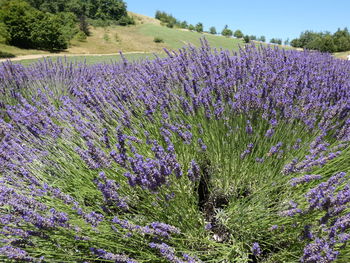 Purple flowering plants on field