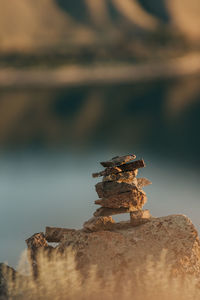 Close-up of bird perching on rock