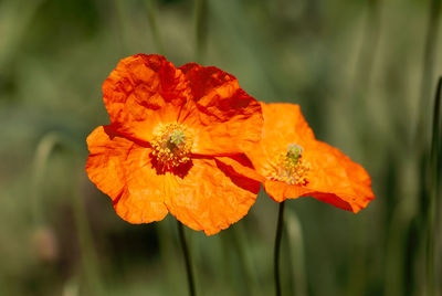 Close-up of orange marigold flower