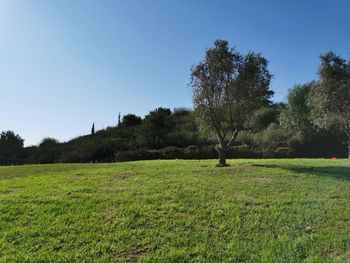 Scenic view of field against clear sky