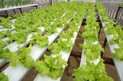 High angle view of chopped vegetables on plant