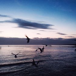 Seagull flying over water