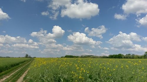 Scenic view of field against sky