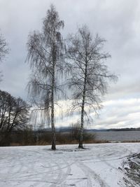 Bare trees on snow field against sky