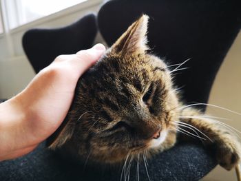 Close-up of a cat