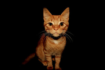 Portrait of ginger cat against black background