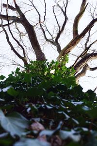 Low angle view of tree against sky