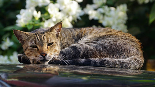 Close-up portrait of a cat resting