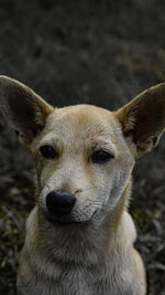 Close-up portrait of a dog on field