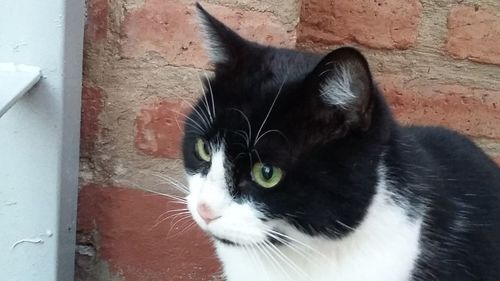Close-up of black cat