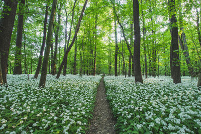Sunset in a protected forest with white growing bear garlic. polanska niva, ostrava, czech republic.