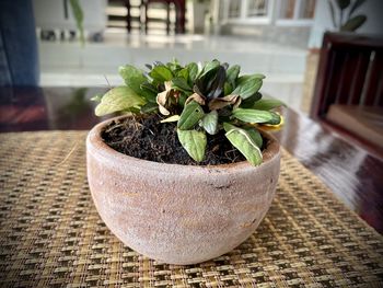 Close-up of potted plant on table