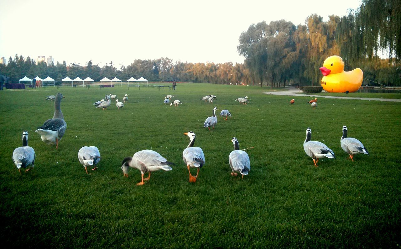 grass, bird, animal themes, field, grassy, green color, nature, landscape, duck, tree, wildlife, sunlight, animals in the wild, beauty in nature, medium group of animals, outdoors, park - man made space, day, growth