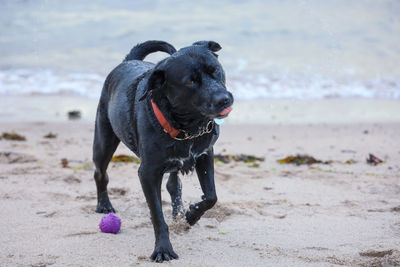 Dog on beach