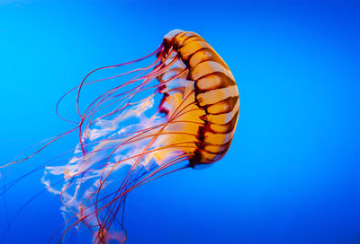 Close-up of jellyfish swimming in sea