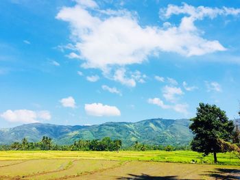 Scenic view of agricultural field against sky