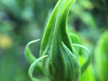 Close-up of fresh green plant