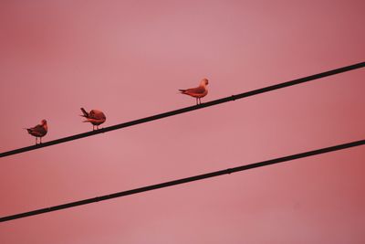 Low angle view of birds perching on power line