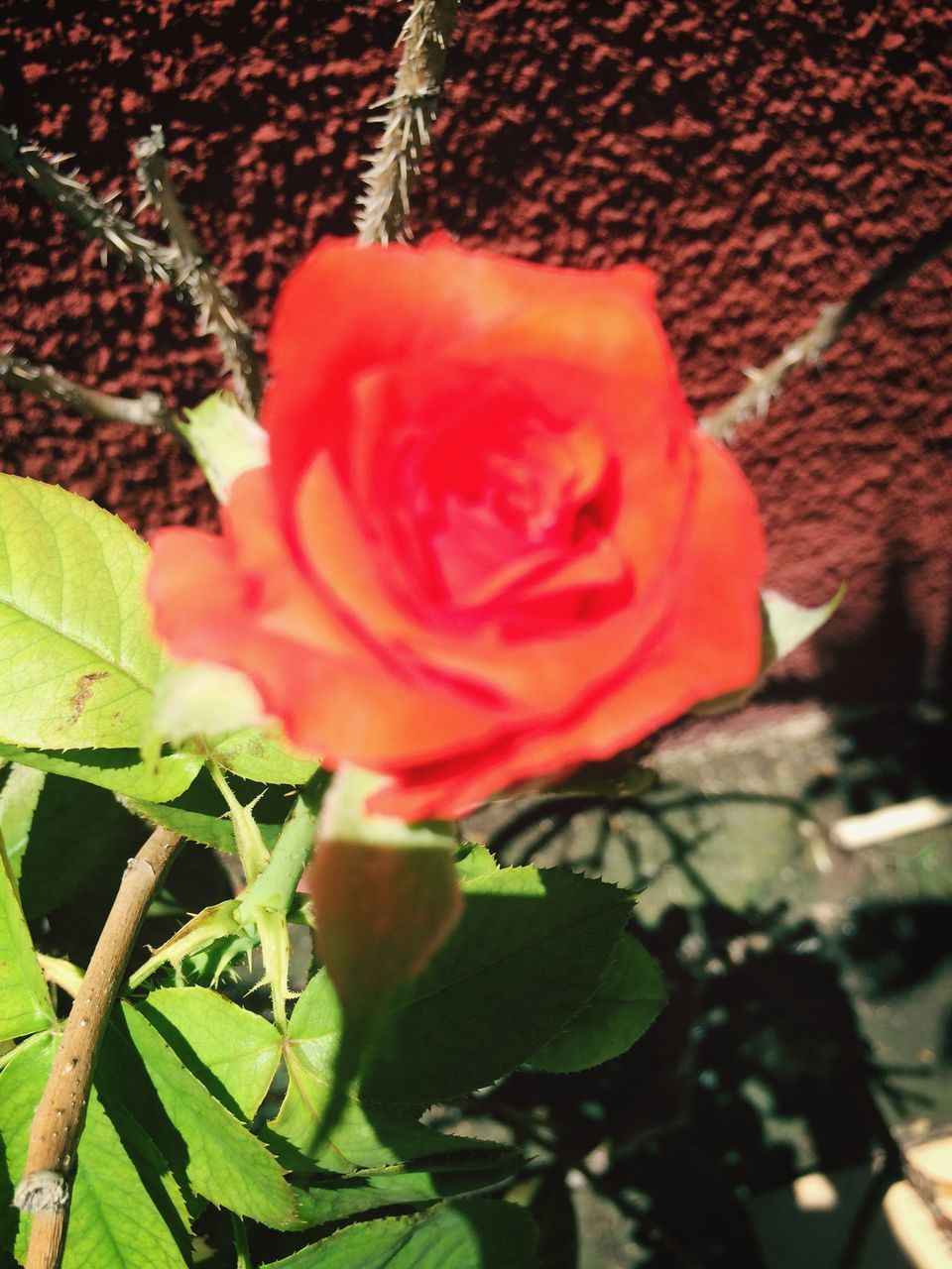 flower, petal, growth, freshness, flower head, fragility, leaf, plant, red, beauty in nature, close-up, rose - flower, nature, single flower, blooming, focus on foreground, in bloom, outdoors, day, stem