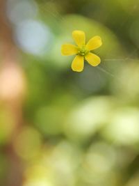 Close-up of yellow flowers blooming outdoors