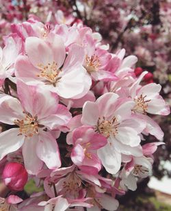 Close-up of pink flowers