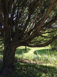 Trees in forest