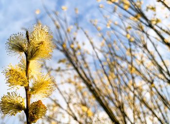 Low angle view of flowering plant against sky