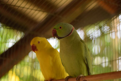 Two birds perching in cage