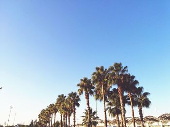 Low angle view of palm trees against clear blue sky