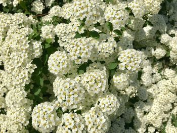 Close-up of white flowering plants