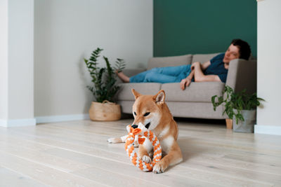 Happy dog shiba inu plays with a ring made by her owner. diy dog toys and pet care