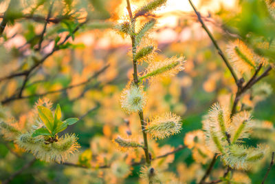 Beautiful willow branches with spring blossoms during morning hours. seasonal scenery of europe.