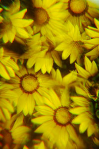 Close-up of yellow flowering plant