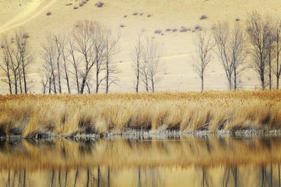 Scenic view of lake