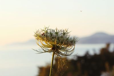 Close-up of flowering plant against sky